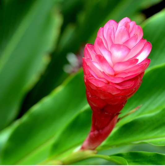 Tropical ginger treatment for blocking inflammation