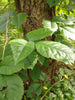 Not all Tree leaves are Tree leaves –“Leaflets 3 – Let it be”; Poison Ivy and Summertime Skin Rashes