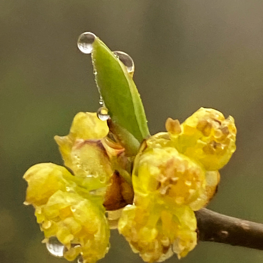 April Showers Bring May Flowers as well as Pollen